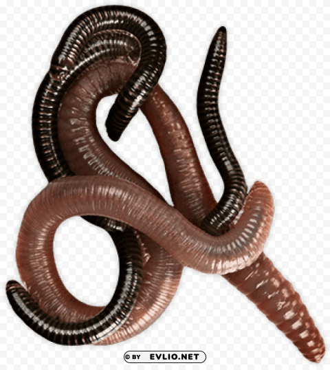 worms group PNG artwork with transparency