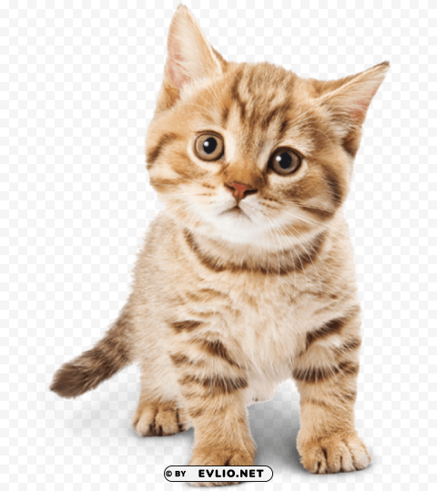 adorable cat High-definition transparent PNG