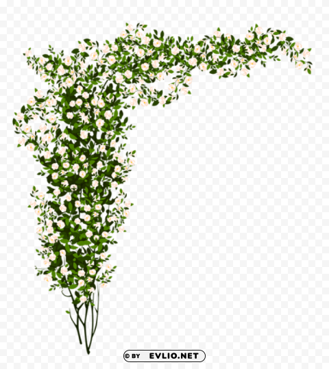 decorative whte rose bushpicture PNG files with clear background variety
