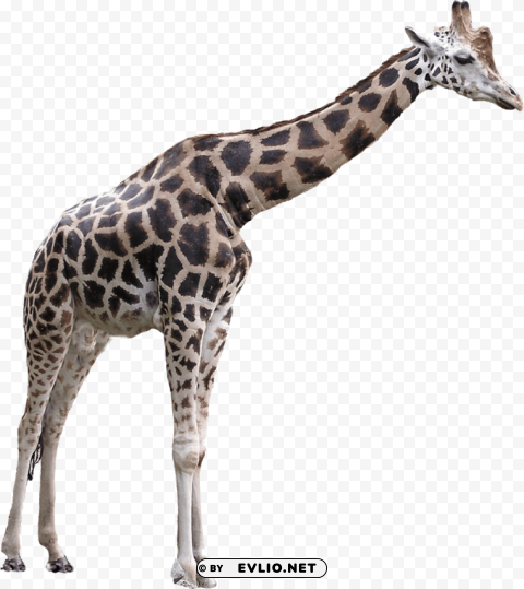 giraffe large PNG pictures with no backdrop needed png images background - Image ID 155e9383