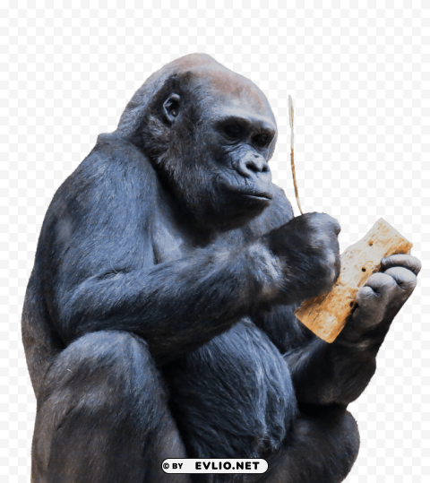 gorilla using tool Transparent Background Isolated PNG Figure