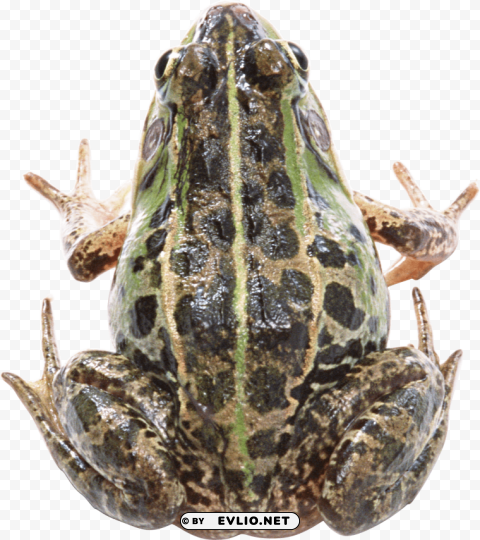 frog Isolated Object on Transparent PNG