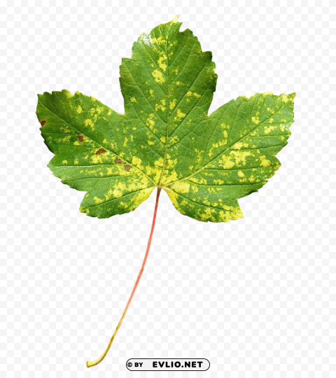 maple leaf Isolated Subject with Clear Transparent PNG