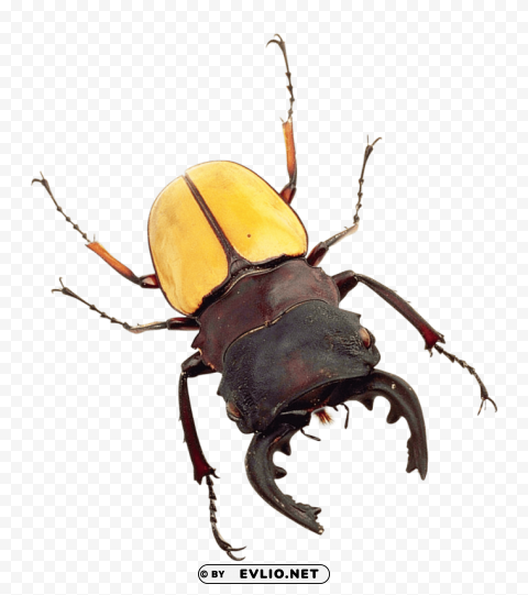bug HighQuality Transparent PNG Isolated Element Detail