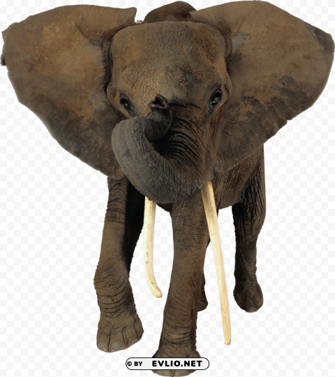 Elephant PNG Transparent Design Diverse Assortment