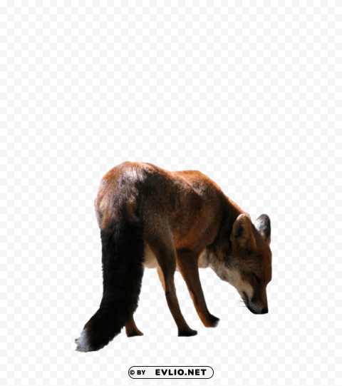 Fox - High-Res Image - ID 0a549225 Isolated Artwork on Clear Transparent PNG