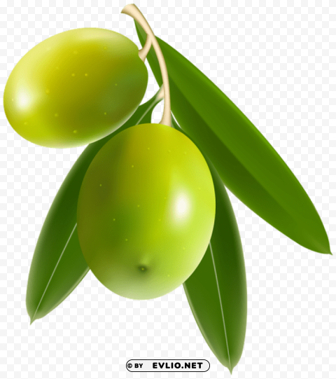 Olives Isolated Character With Transparent Background PNG