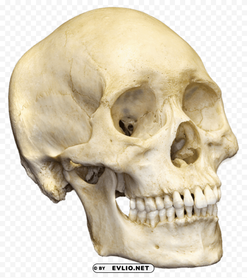 Skull Transparent Background PNG Isolated Graphic