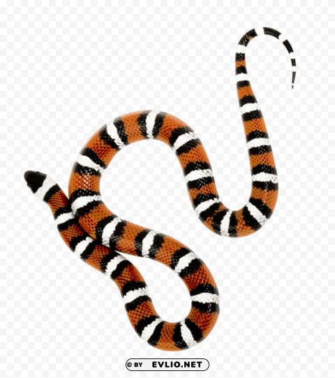 snake PNG files with transparent elements wide collection
