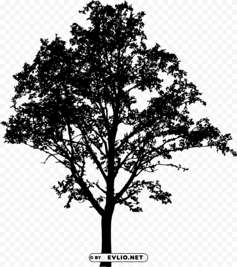 Tree Silhouette Transparent Cutout PNG Graphic Isolation