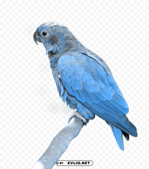 blue parrot sitting PNG art