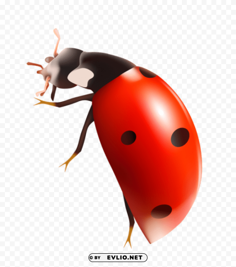 lady bug Transparent PNG pictures complete compilation