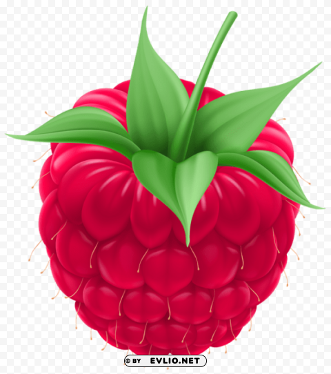 raspberry PNG pictures with no backdrop needed
