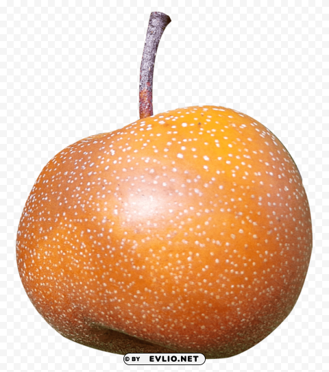 asian pear PNG with Clear Isolation on Transparent Background