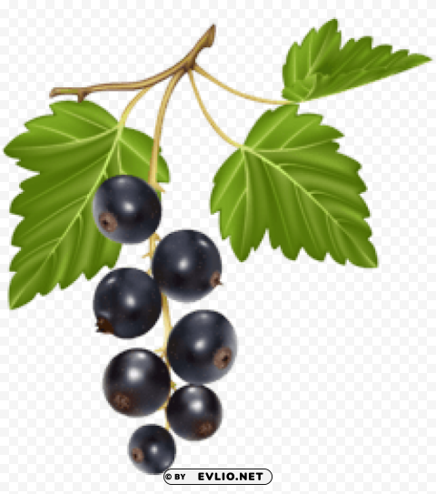 blueberries HighResolution Transparent PNG Isolated Item
