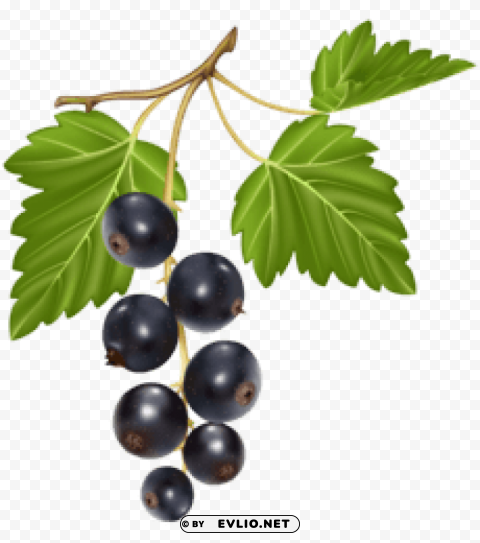 Blueberries HighResolution Transparent PNG Isolated Item