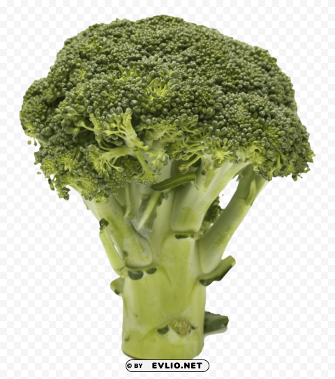 broccoli PNG Graphic with Clear Background Isolation
