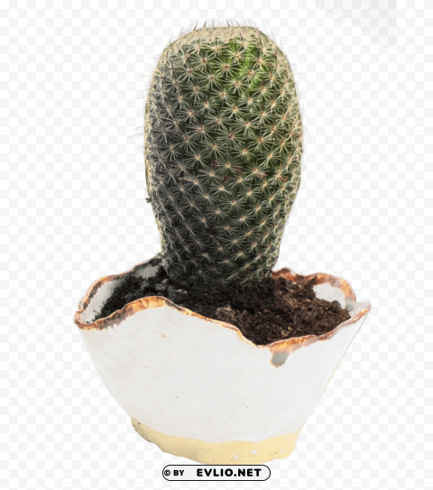 cactus High-resolution transparent PNG files