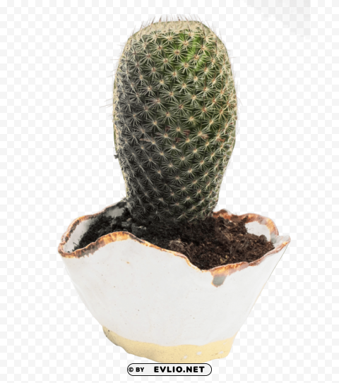 PNG image of cactus High-resolution transparent PNG files with a clear background - Image ID 4bd7a5b4