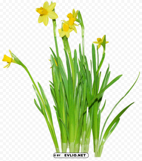 daffodils PNG files with alpha channel assortment