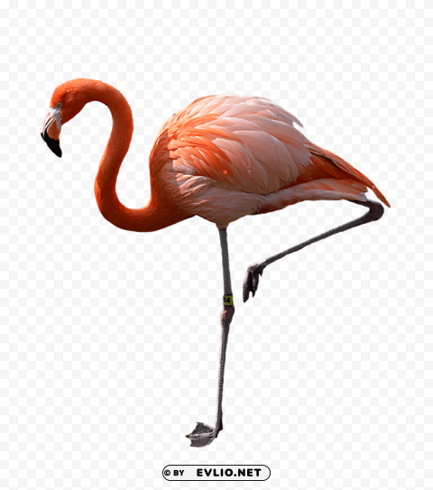 flamingo ClearCut Background PNG Isolated Subject