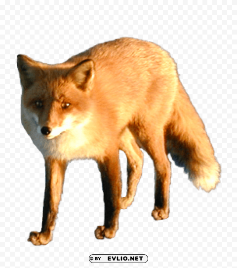 fox HighQuality Transparent PNG Isolated Artwork