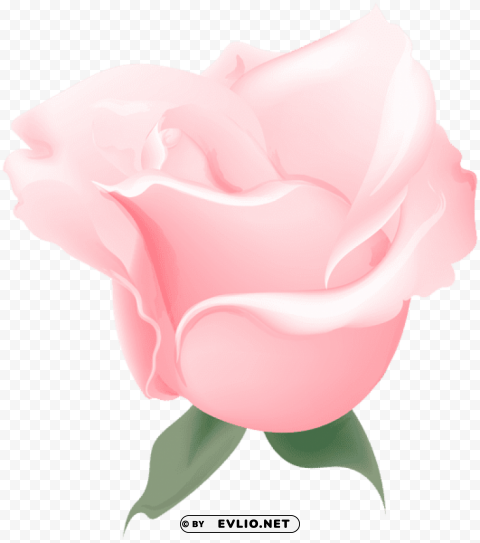 pink rose soft deco PNG transparent icons for web design