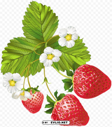 blooming strawberries Isolated Character with Clear Background PNG