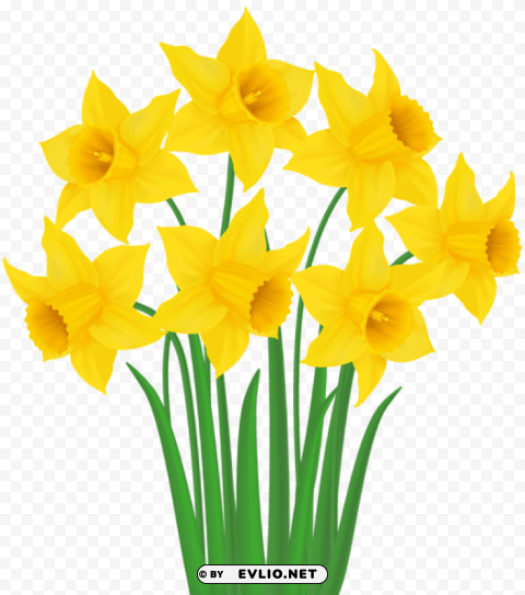yellow daffodils Transparent Cutout PNG Isolated Element