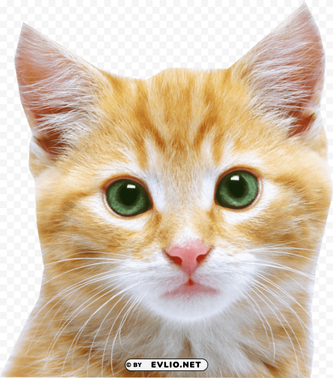 cat face PNG transparent images for printing