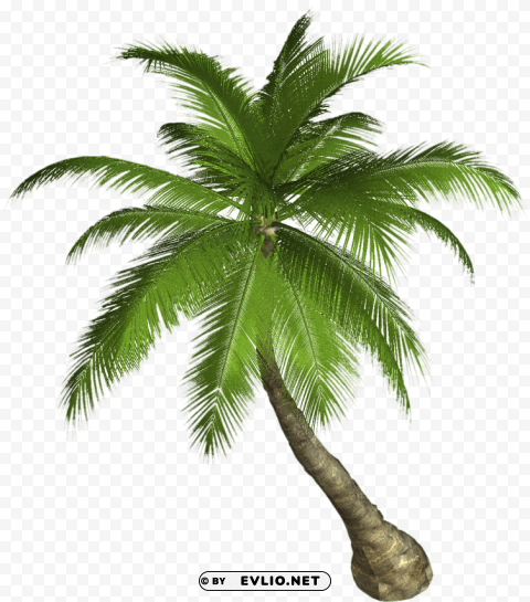 palm tree Transparent PNG Object Isolation clipart png photo - f8e5403b
