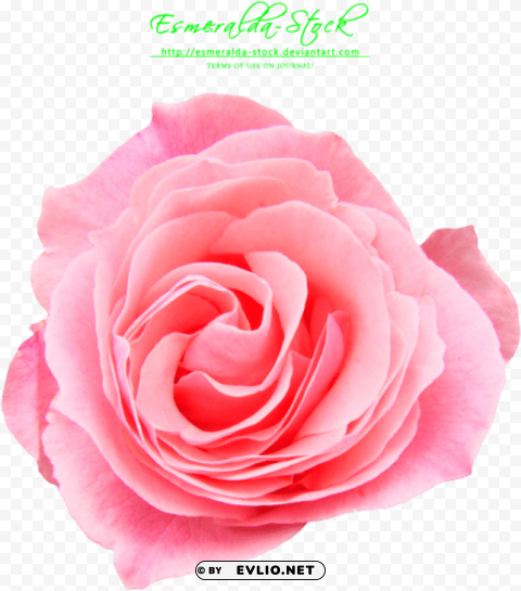 Pink Rose Free PNG Transparent Photos Comprehensive Compilation