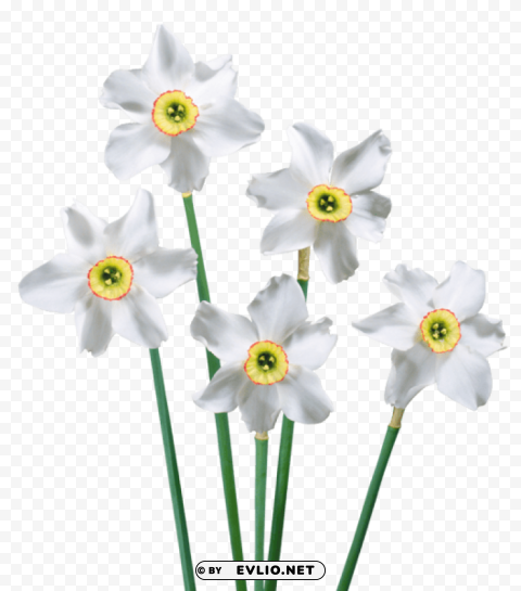 spring white daffodils Transparent design PNG