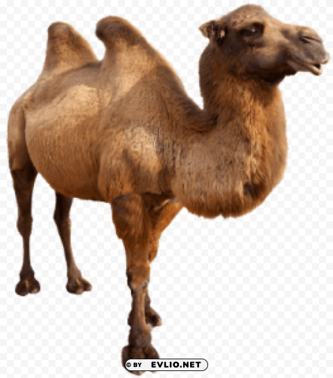 camel Isolated Item on HighQuality PNG