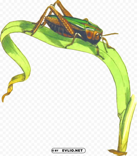 cricket insect clipart PNG free download transparent background