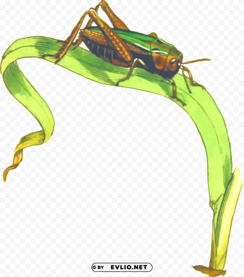 Cricket Insect Clipart PNG Free Download Transparent Background