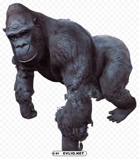 gorilla Isolated Element in Clear Transparent PNG