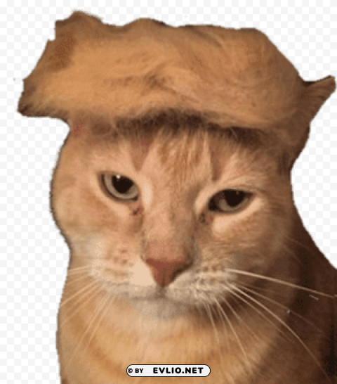 Trump Cat PNG Images With No Background Essential