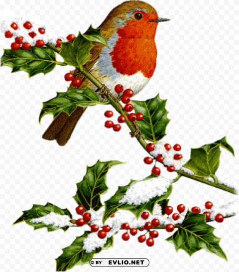 vintage christmas bird PNG for social media PNG transparent with Clear Background ID 562a8737