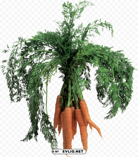 carrot PNG images with transparent space