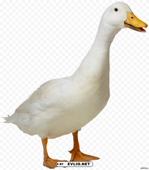 goose Isolated Character in Transparent PNG Format