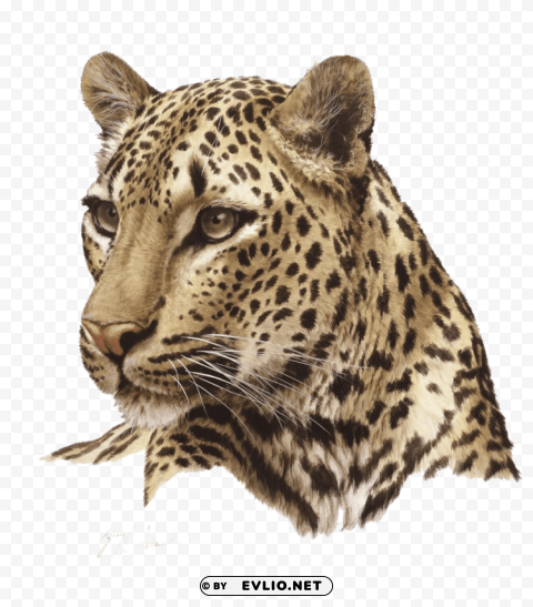 jaguar Transparent PNG images set