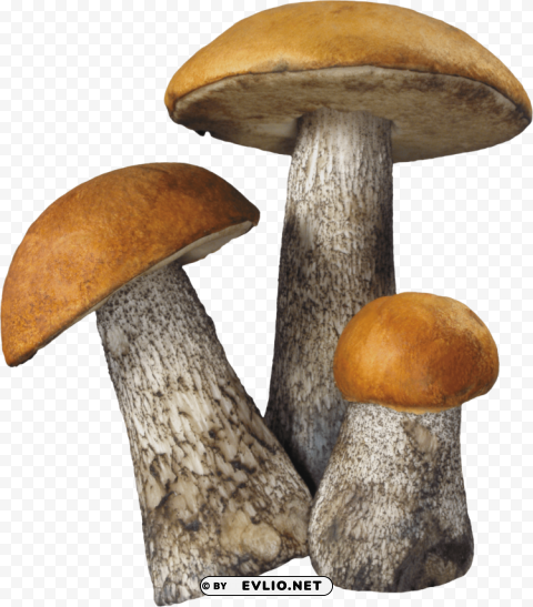mushroom PNG for blog use