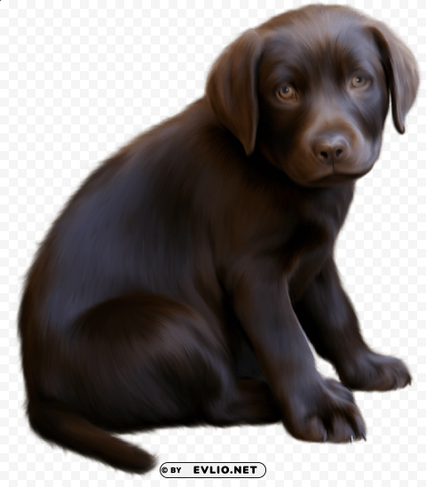cute little brown dog with blue eyes Isolated Item on HighResolution Transparent PNG