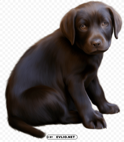 Cute Little Brown Dog With Blue Eyes Isolated Item On HighResolution Transparent PNG