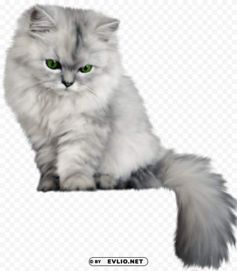 fluffy cat PNG photos with clear backgrounds PNG transparent with Clear Background ID 31beace2