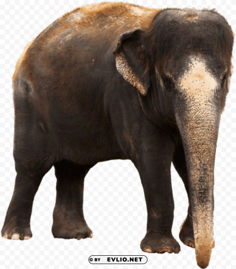 indian elephant images Clear Background Isolated PNG Graphic