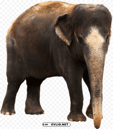 Indian Elephant Images Clear Background Isolated PNG Graphic