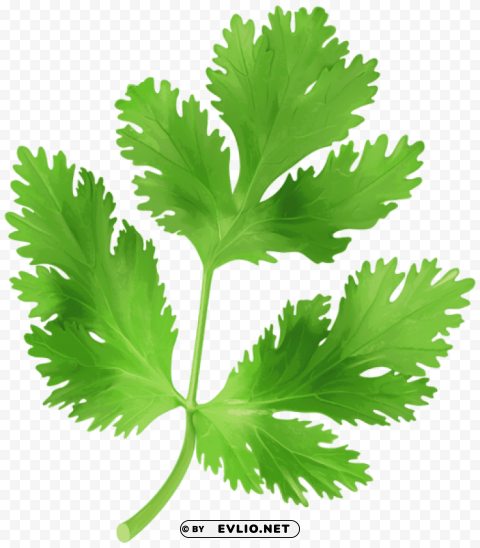 parsley transparent Isolated Subject with Clear PNG Background