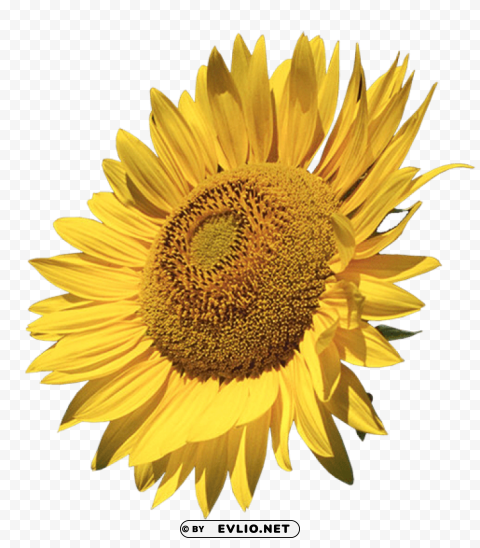 sunflower CleanCut Background Isolated PNG Graphic